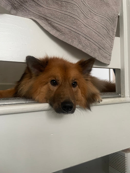 Seymour - Dog Separation Anxiety